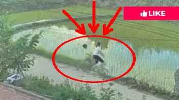 Bé gái lao xuống ruộng khi tập đi xe đạp