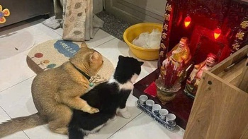 Ảnh vui 12-11: Hai chú mèo dắt nhau 'ra mắt' Thổ Địa