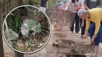 Choáng với màn phóng sinh hơn 1.000 con mèo xuống... hồ nước