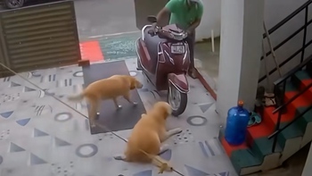 Chú chó tinh quái giả vờ đau chân để được ông chủ vuốt ve