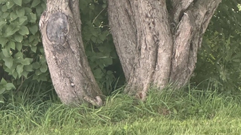 Mắt 10/10 mới thấy con mèo ở đâu