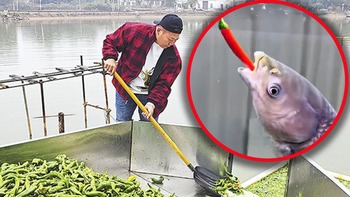 Chủ ao Trung Quốc cho cá ăn hơn 5 tấn ớt mỗi ngày