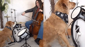 Chú chó đánh trống siêu ngầu