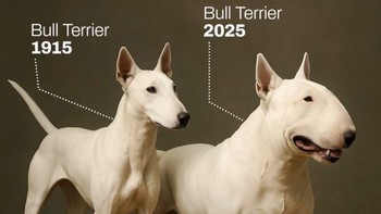 'Cậu Vàng phở Anh Hai' đã thay đổi ngoại hình thế nào sau 100 năm?