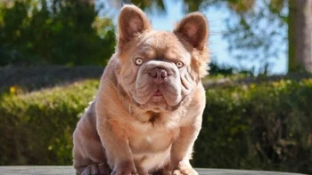 Chú Bulldog 3 tỉ đồng, tiền ăn mỗi tháng hơn 9 triệu