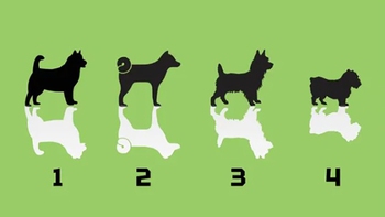 Quiz: Bạn là người đáng tin cậy hay giàu năng lượng?