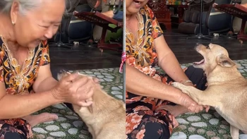 Chú chó chơi trò 'tập tầm vông' siêu đỉnh