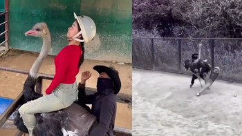 Cô gái sang chấn tâm lý vì cưỡi đà điểu