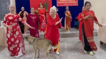 Chú chó lãnh hậu quả vì dám khát khao center của bà