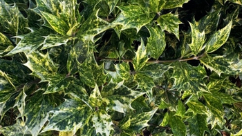 Con ếch xanh ở đâu?