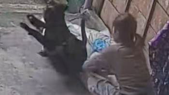 Chú chó nổi cáu với cô chủ thích đùa