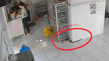Nữ gia chủ hút hồn khi thấy rắn khủng bò trong nhà