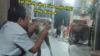 Đàn chó cưng xếp hàng để được sen đánh răng, rửa mặt