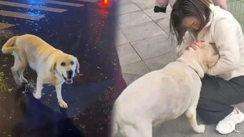 Chó cưng đi lạc được tìm thấy cách nhà 1.500km