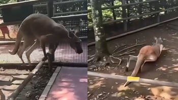 Ngạo hết cả Kangaroo