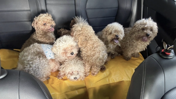 Bị phạt hơn 400 triệu đồng vì nuôi 79 con chó