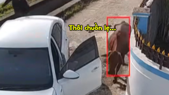 Con bò khổ sở với tài xế ô tô non kinh nghiệm