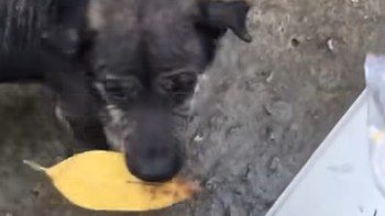 Chú chó thông minh biết nhặt lá đổi thức ăn