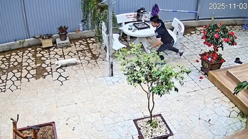 Đã nuôi mèo lại còn nuôi chim