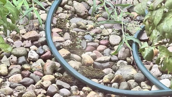 Người có đôi mắt tinh tường mới thấy con ếch chỗ nào