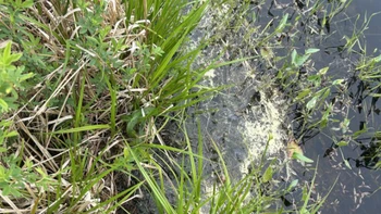 Mắt 10/10 mới thấy con ếch ẩn nấp ở đâu