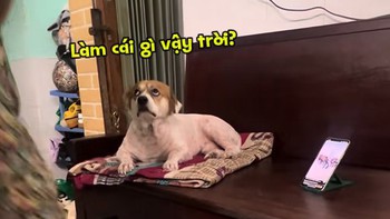 Chú chó chán chả buồn nói khi xem cô chủ nhảy