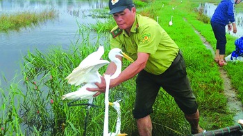 Giải cứu chim trời
