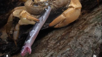 Ảnh vui 7-11: Đối thủ 'full giáp' khắc chế rắn cạp nia