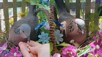 Cô gái thuần hóa chim cu gáy làm tổ ở ban công bằng tình yêu thương