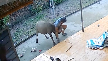 Sáng cà phê với bạn, kể mới vật nhau với nghé mà không ai tin