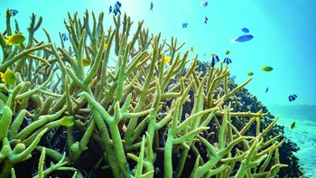 Đại dương lệch nhịp