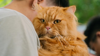 Nhu cầu chăm sóc sức khỏe cho thú cưng tăng trưởng 2 con số