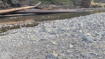 Mắt 10/10 mới thấy con chó ở đâu?