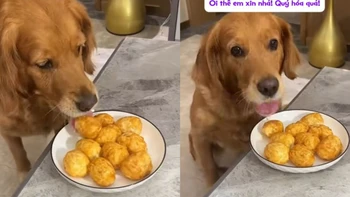 Chú chó giả vờ ngu ngơ được hưởng trọn đĩa thức ăn của ông chủ