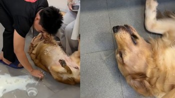 Chú chó xỉu ngang vì bị đổ nước vào người