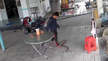 Chàng trai tỉnh queo khi bắt rắn