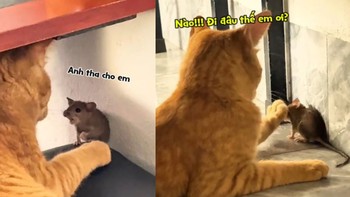 Chuột sảng hồn với chú mèo cợt nhả