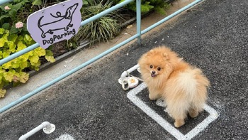Ảnh vui 17-12: Một bãi đậu... chó tại Nhật Bản