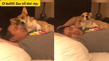 Chú chó giận dỗi khi bị sen mắng