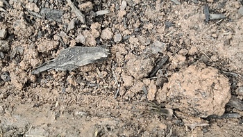 Thử tài tinh mắt: Con nhện ở đâu?