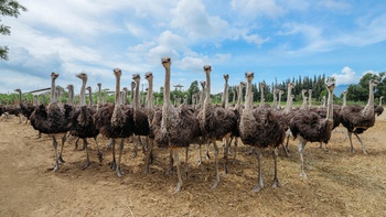 Thịt đà điểu: lựa chọn "ăn sạch, sống khỏe" cho gia đình