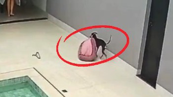 Chú chó biết lấy nệm đang phơi vào nhà khi thấy trời mưa