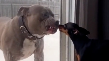 Chú chó hổ báo nhưng mang gan chuột nhắt