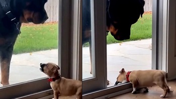 Chú chó xỉu ngang khi bị sen chơi khăm