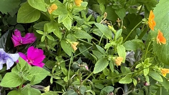 Con ếch đang trốn ở đâu?