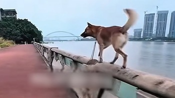 Chú chó hú hồn chim én khi suýt ngã xuống sông