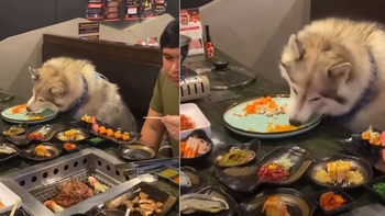 Nhà hàng cho chó ngồi ăn chung bàn với người gây tranh cãi
