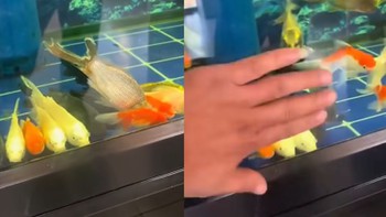 Cả đàn cá lăn ra ngủ trưa khiến gia chủ giật mình thon thót