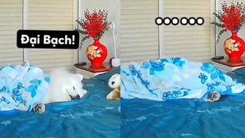 Phản ứng cực hài của chú chó khi nghe tiếng ông chủ gọi