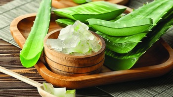 Nha đam và tin đồn trị ung thư